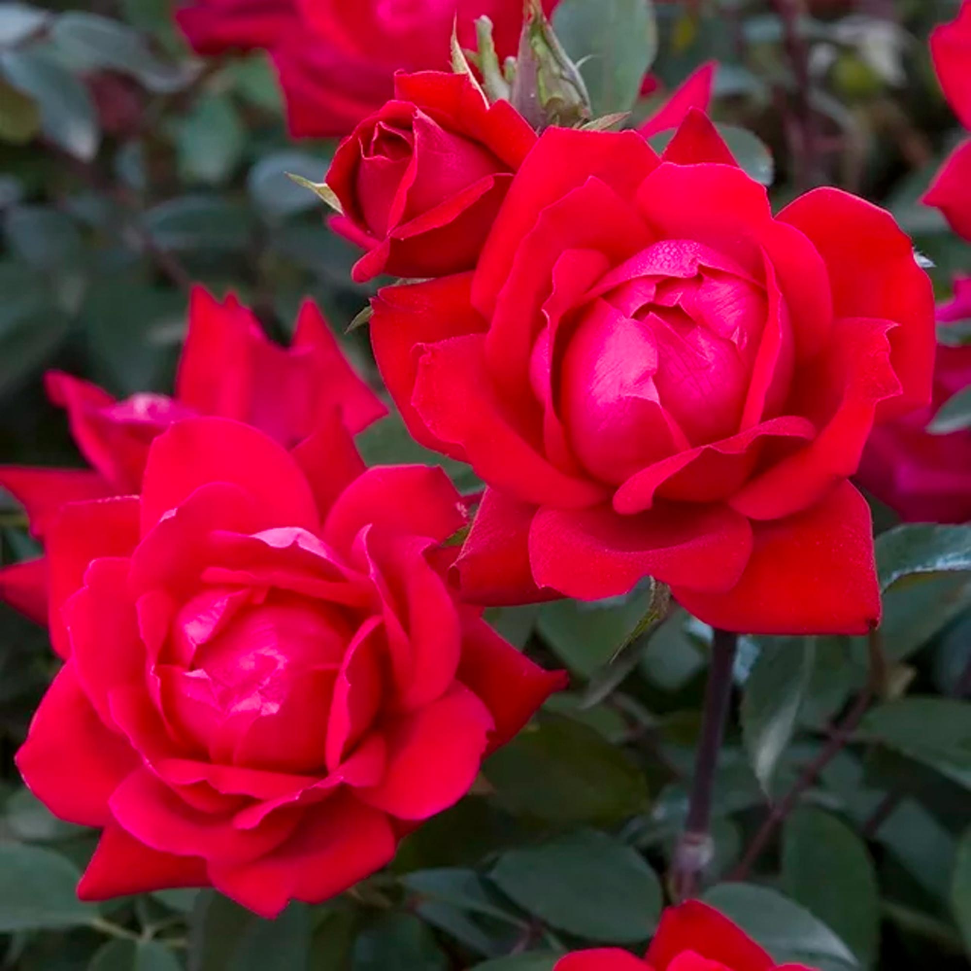 The Red Double Knock Out® Rose Live Shrubs with Vibrant Cherry Red Blooms (1 Gallon) - Imagen 2